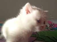 Son Beyaz Ayı Surat British Shorthair Bebeğimiz