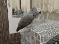 Full evcil 1.5 yaş el besleme jako papağanı