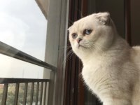 Scottish fold ve british yavrularımız 40 günlük
