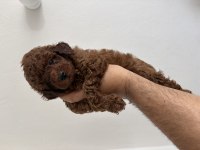 Toy poodle teslime hazır dişi erkek yavrular