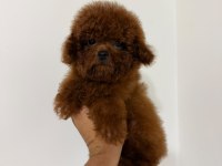 Kore red brown yavrular
