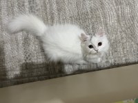 Kedimiz Leydiye güzel bakacak bir aile arıyorum