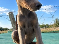 AVRUPADAN ÖZEL GELEN MELANİSTİC DOBERMANLAR