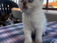 2 aylık tatlı scottish fold kızım