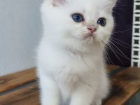 British shorthair ny12 33 erkek