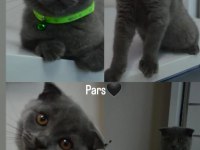 11 aylık scottish fold