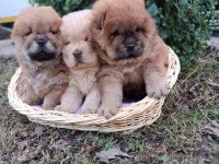 MÜKEMMEL KALİTEDE AYI SURAT CHOW CHOW (ÇİN ASLANI)
