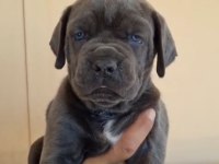 Orjinal cane corso