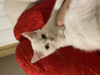 British shorthair inci tanem yeni yuvasını arıyor