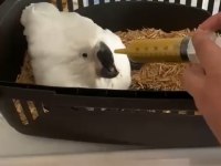 Bebek kakadu yeni yuvasını arıyor