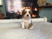 A KALİTE IRK VE SAĞLIK GARANTİLİ CAVALİER KİNG CHARLES