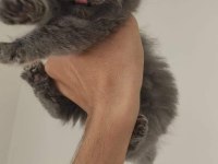 British longhair oğlumuzu acil sahiplendiriyoruz