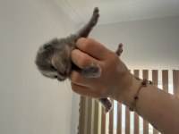 BEBEK KEDİLERİMİZ YENİ YUVASINI ARIYOR