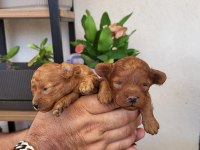Red brown korekan ayı surat poodle yavrular