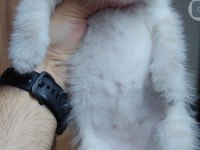 Scottish Fold Kedisi İçin Ulaşınız
