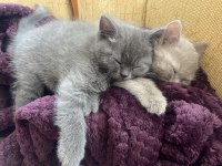 British shorthair yavruları
