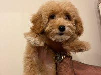 A Class MALTİPOO yavrular