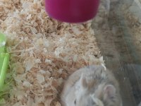 Gonzales Hamsterlar