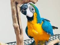 10 Aylık Macaw Papağanımız