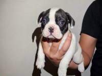 50 günlük Maskeli French Bulldog Oğlumuz