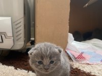 22 günlük british shorthair yavrularım