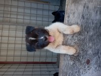 Amerikan Akita Yavru
