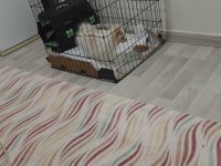 Çok temiz bakımlı ve uysal pomeranian