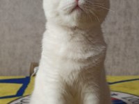 Beyaz oyuncu ev arkadaşı british longhair