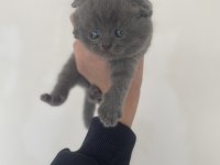 Ayı kafa scottish fold yavrular