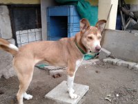 Yavru Husky