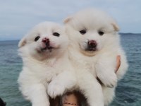 50 günlük pomeranian yavrular