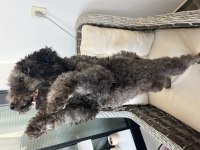 Toy poodle 8 aylık