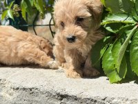 Maltipoo yavrum 55 günlük
