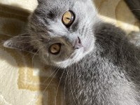 British shorthair iki buçuk aylık yavru