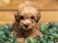 Maltipoo Yavrularımız