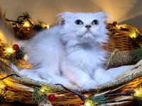 Scottish fold ve straight