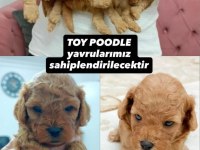 Orjinal Toy Poodle Tüy Dökmez