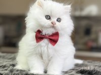 A kalite BRİTİSH LONGHAİR