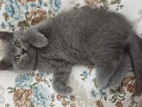 British Shorthair 4 Aylık Yavru