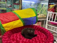 Çikolata Scottish Fold Erkek Bebek