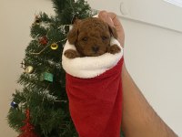 Toy poodle bebekler