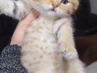 British shorthair