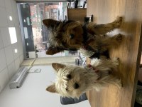1 erkek 1 dişi rezerveye açık yorkshire terrier