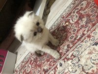 Dişi Blue Point Scottish Fold alırım kulak sahibinden