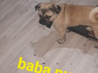 26 günlük dişi erkek yavru pug