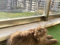 Scottish fold ev british shorthair show bebekler
