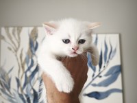 45 Günlük Eğitimli Scottish Fold
