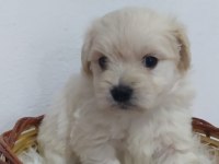 Maltipoo bebekler teslime Hazır