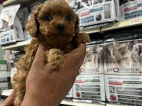 Türünün En Güzel Örneklerinden Poodle Yavrumuz