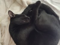 DEPREMZEDE VE 1 GÖZÜ KÖR KEDİMİZ
